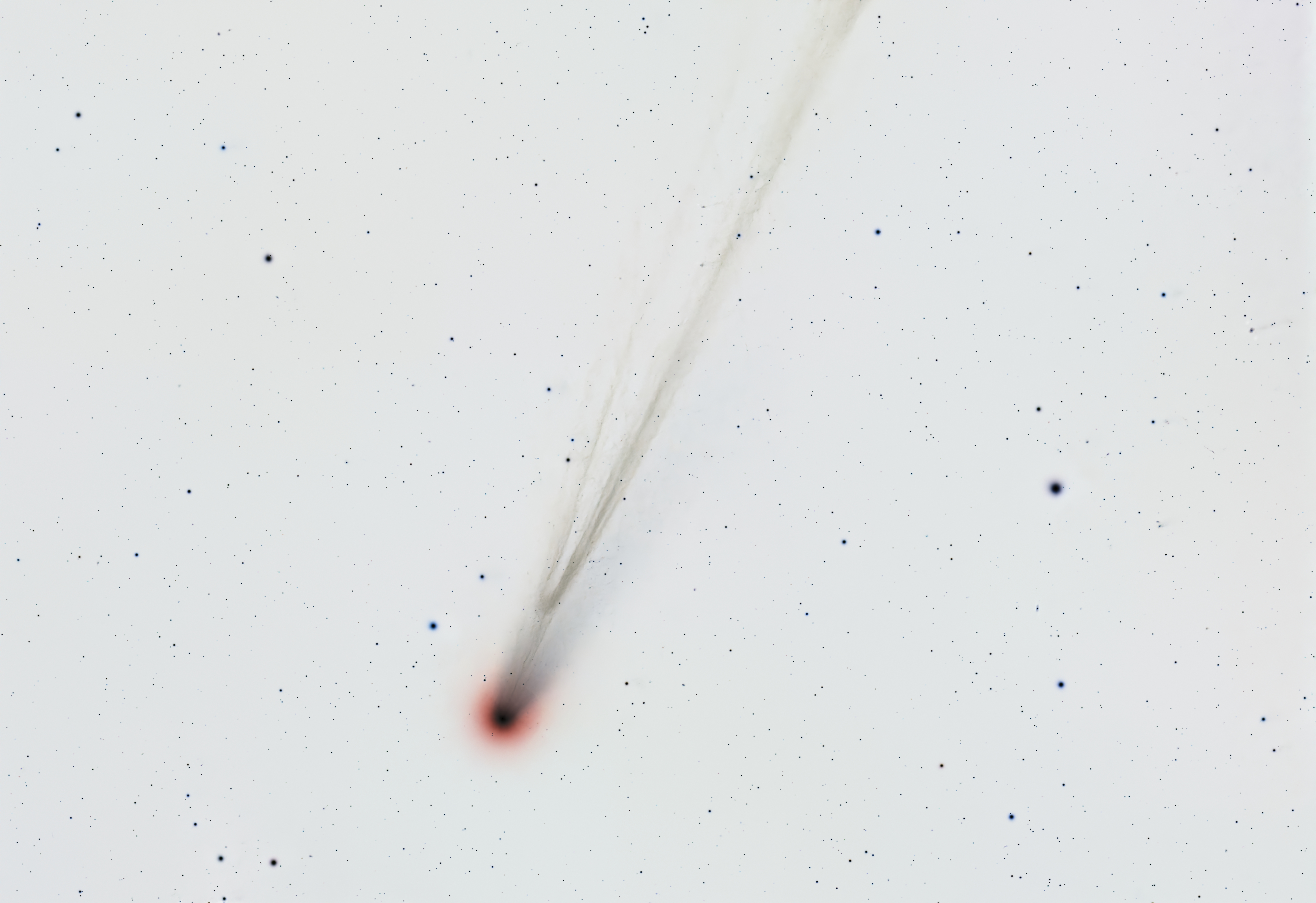 Inverted image of Comet C/2025 A6 (Lemmon)